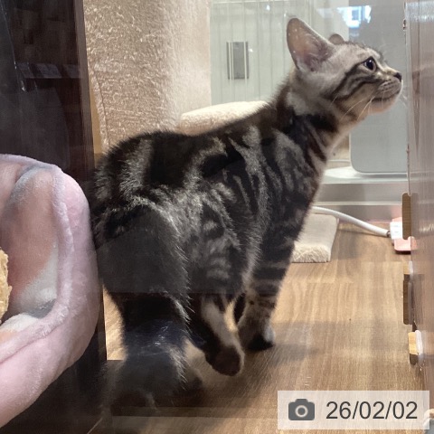 神奈川県のアメリカンショートヘアー (ペッツワン 横須賀久里浜店/2025年10月9日生まれ/男の子/シルバータビー)の子猫の4枚目の画像