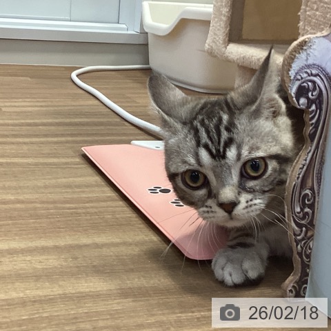 アメリカンショートヘアの写真