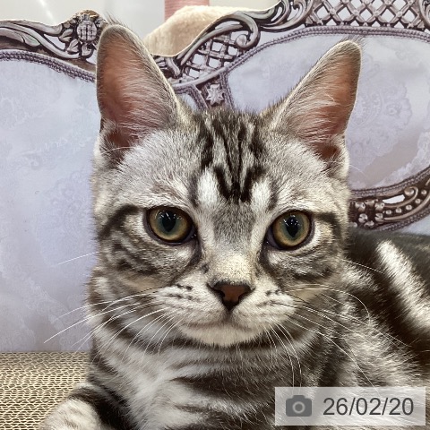 アメリカンショートヘアの写真