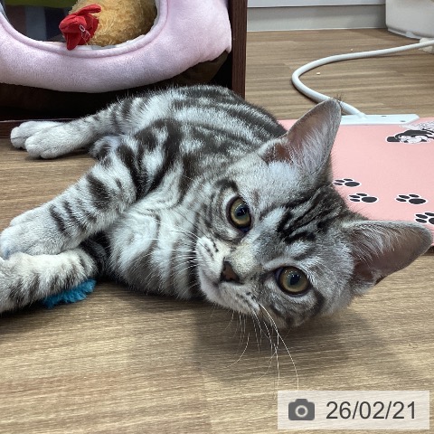 アメリカンショートヘアの写真