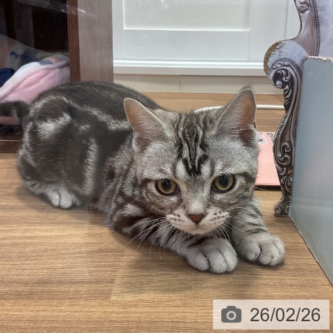 神奈川県のアメリカンショートヘアー (ペッツワン 横須賀久里浜店/2025年10月9日生まれ/男の子/シルバータビー)の子猫の3枚目の画像