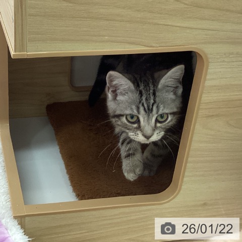 岩手県のアメリカンショートヘアー (ペットプラス 盛岡南店/2025年10月9日生まれ/女の子/シルバータビー)の子猫の4枚目の画像