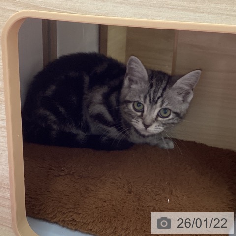 岩手県のアメリカンショートヘアー (ペットプラス 盛岡南店/2025年10月9日生まれ/女の子/シルバータビー)の子猫の3枚目の画像