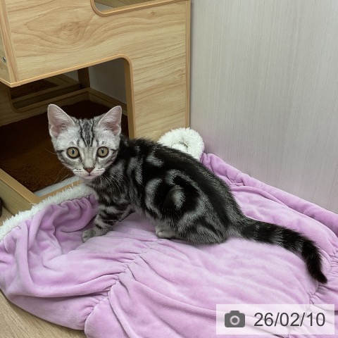 岩手県のアメリカンショートヘアー (ペットプラス 盛岡南店/2025年10月12日生まれ/男の子/シルバータビー)の子猫の4枚目の画像