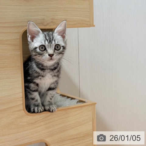 千葉県のアメリカンショートヘアー (ペットプラス ユーカリが丘店/2025年10月12日生まれ/男の子/シルバータビー)の子猫の3枚目の画像