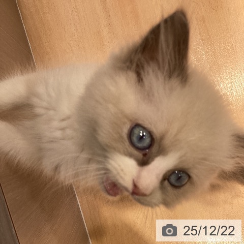 神奈川県のラグドール (ペットプラス 座間店/2025年9月29日生まれ/女の子/ブルーポイントバイカラー)の子猫の4枚目の画像