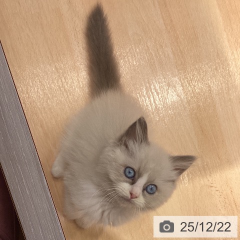 神奈川県のラグドール (ペットプラス 座間店/2025年9月29日生まれ/女の子/ブルーポイントバイカラー)の子猫の3枚目の画像