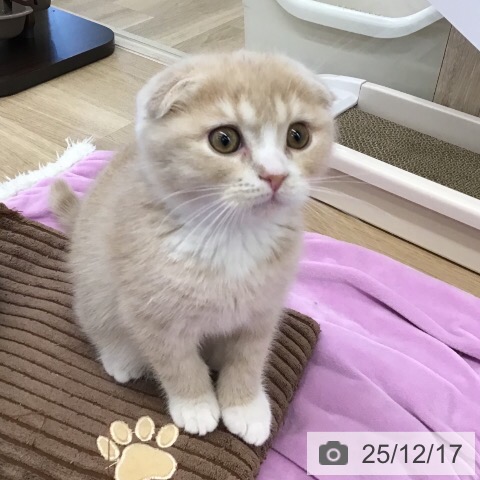 茨城県のスコティッシュフォールド (ペットプラス つくば店/2025年9月27日生まれ/男の子/クリームタビーホワイト)の子猫の4枚目の画像