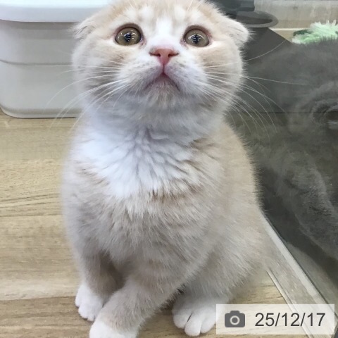 茨城県のスコティッシュフォールド (ペットプラス つくば店/2025年9月27日生まれ/男の子/クリームタビーホワイト)の子猫の3枚目の画像