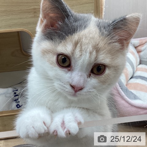 宮城県のスコティッシュフォールド (ペットプラス 仙台上杉店/2025年9月27日生まれ/女の子/ダイリュートキャリコ)の子猫の4枚目の画像