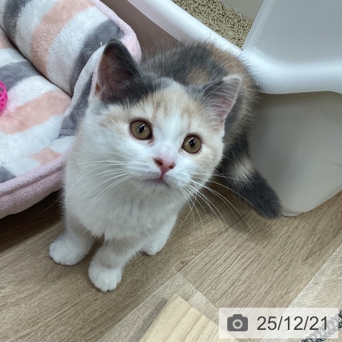 宮城県のスコティッシュフォールド (ペットプラス 仙台上杉店/2025年9月27日生まれ/女の子/ダイリュートキャリコ)の子猫の3枚目の画像