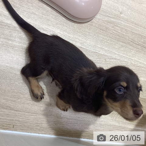 神奈川県のカニンヘンダックスフンド(ロング) (ペットプラス ビアレ横浜店/2025年10月13日生まれ/男の子/チョコレートタン)の子犬の4枚目の画像