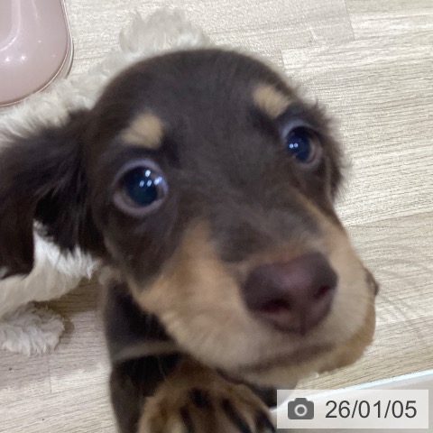 神奈川県のカニンヘンダックスフンド(ロング) (ペットプラス ビアレ横浜店/2025年10月13日生まれ/男の子/チョコレートタン)の子犬の3枚目の画像