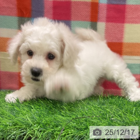 千葉県のビションフリーゼ (ペットプラス コトエ流山おおたかの森店/2025年10月11日生まれ/女の子/ホワイト)の子犬の4枚目の画像