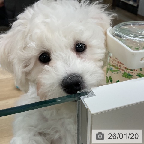 千葉県のビションフリーゼ (ペットプラス コトエ流山おおたかの森店/2025年10月11日生まれ/女の子/ホワイト)の子犬の4枚目の画像