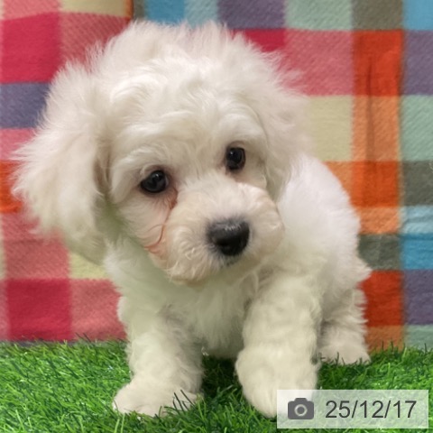 千葉県のビションフリーゼ (ペットプラス コトエ流山おおたかの森店/2025年10月11日生まれ/女の子/ホワイト)の子犬の3枚目の画像