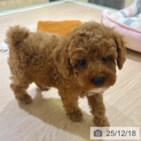 東京都のトイプードル(トイ) (ペットプラス 板橋店/2025年10月12日生まれ/男の子/レッド)の子犬の4枚目の画像