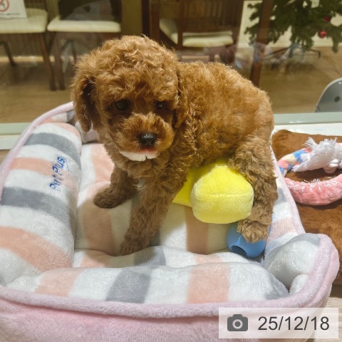 東京都のトイプードル(トイ) (ペットプラス 板橋店/2025年10月12日生まれ/男の子/レッド)の子犬の3枚目の画像