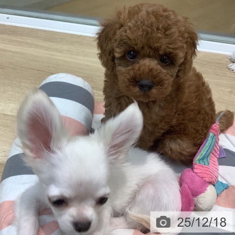 埼玉県のトイプードル(トイ) (ペットプラス ららぽーと新三郷店/2025年10月12日生まれ/女の子/レッド)の子犬の3枚目の画像