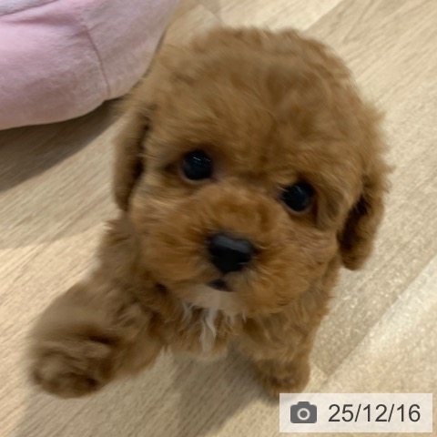 トイ・プードルの写真