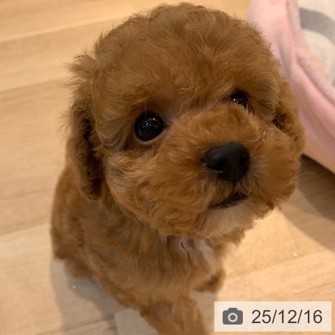 トイ・プードルの写真