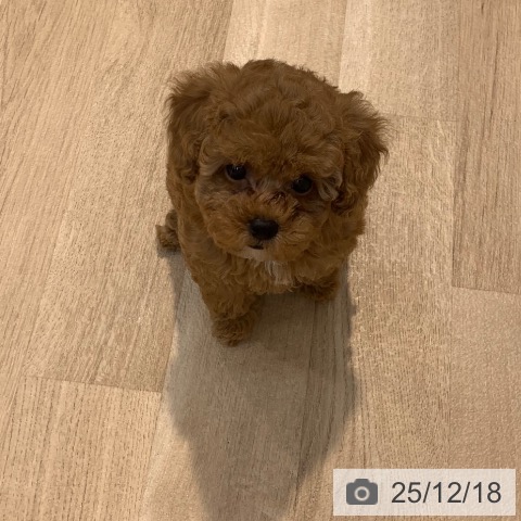 東京都のトイプードル(トイ) (ペットプラス アクアシティお台場店/2025年10月12日生まれ/女の子/レッド)の子犬の4枚目の画像