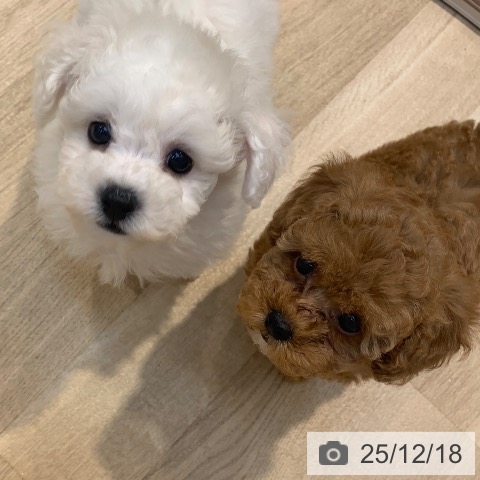 東京都のトイプードル(トイ) (ペットプラス アクアシティお台場店/2025年10月12日生まれ/女の子/レッド)の子犬の3枚目の画像