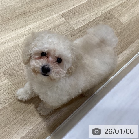 神奈川県のトイプードル(トイ) (ペットプラス ビアレ横浜店/2025年10月13日生まれ/男の子/クリーム)の子犬の3枚目の画像