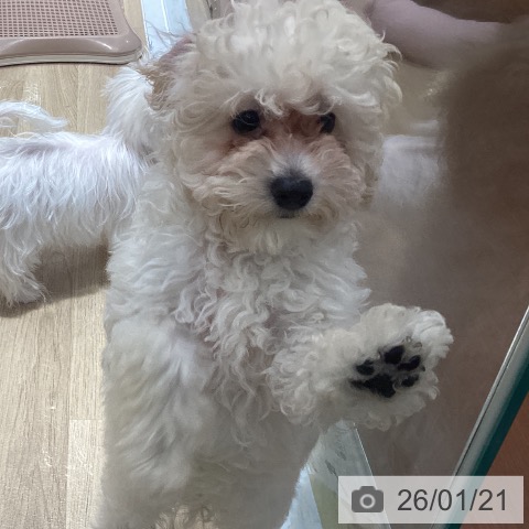 神奈川県のトイプードル(トイ) (ペットプラス ビアレ横浜店/2025年10月13日生まれ/男の子/クリーム)の子犬の3枚目の画像