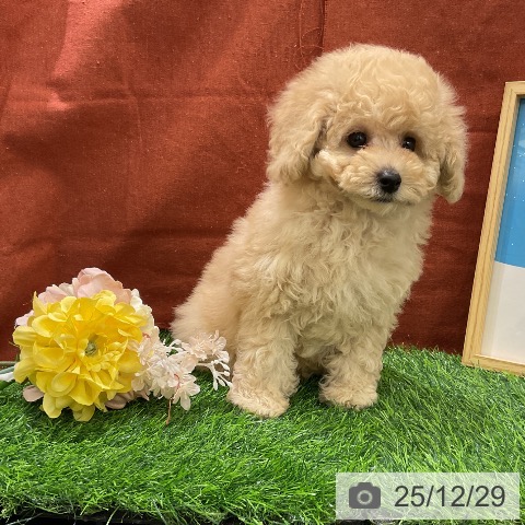 千葉県のトイプードル(トイ) (ペットプラス コトエ流山おおたかの森店/2025年10月13日生まれ/男の子/クリーム)の子犬の3枚目の画像