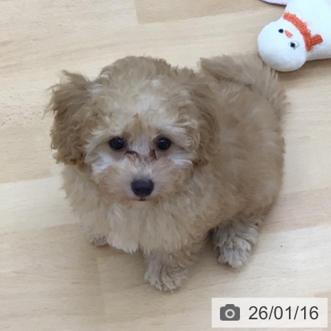 青森県のトイプードル(トイ) (ペットプラス 青森浜田店/2025年10月13日生まれ/男の子/アプリコット)の子犬の4枚目の画像