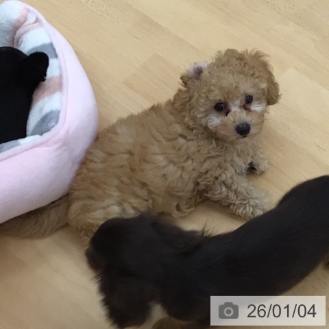 青森県のトイプードル(トイ) (ペットプラス 青森浜田店/2025年10月13日生まれ/男の子/アプリコット)の子犬の3枚目の画像