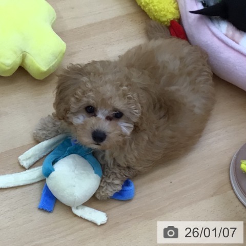 青森県のトイプードル(トイ) (ペットプラス 青森浜田店/2025年10月13日生まれ/男の子/アプリコット)の子犬の3枚目の画像