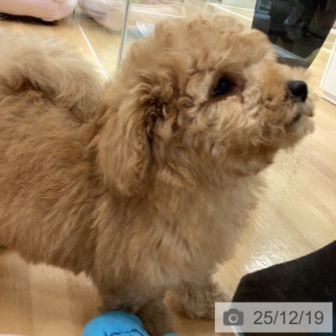 トイ・プードルの写真