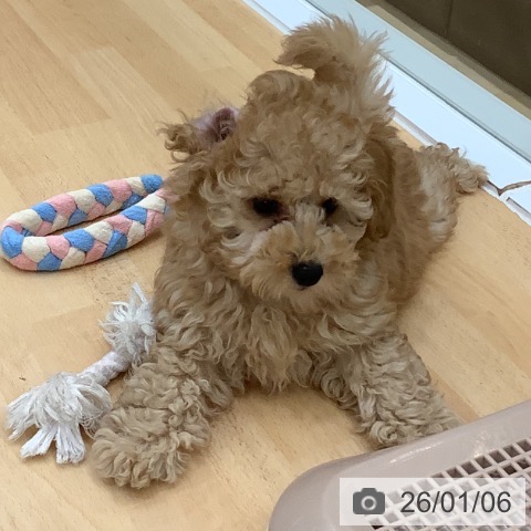 長野県のトイプードル(トイ) (ペットプラス 松本店/2025年10月12日生まれ/男の子/アプリコット)の子犬の3枚目の画像