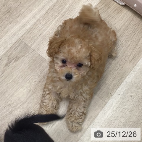 トイ・プードルの写真