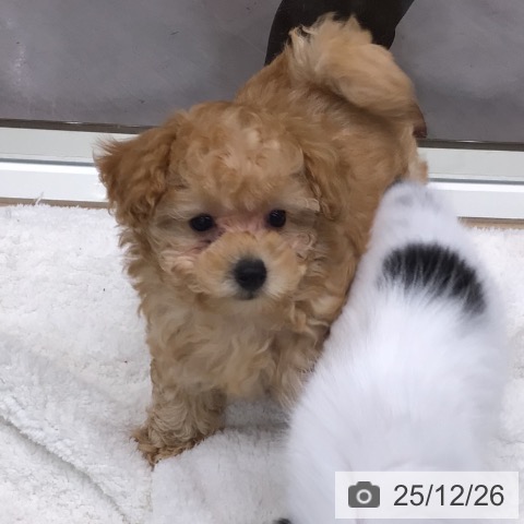 トイ・プードルの写真