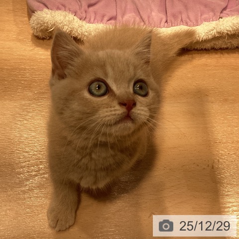 神奈川県のブリティッシュショートヘアー (ペットプラス 座間店/2025年10月4日生まれ/男の子/クリーム)の子猫の4枚目の画像