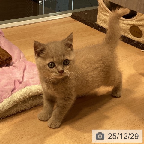 神奈川県のブリティッシュショートヘアー (ペットプラス 座間店/2025年10月4日生まれ/男の子/クリーム)の子猫の3枚目の画像