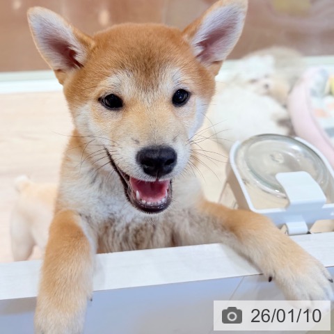 千葉県の柴犬(標準サイズ) (ペットプラス ユーカリが丘店/2025年10月14日生まれ/女の子/赤)の子犬の4枚目の画像