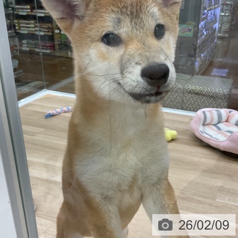 福島県の柴犬(標準サイズ) (ペットプラス 福島店/2025年10月14日生まれ/女の子/赤)の子犬の4枚目の画像