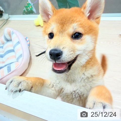 千葉県の柴犬(標準サイズ) (ペットプラス ユーカリが丘店/2025年10月14日生まれ/女の子/赤)の子犬の3枚目の画像