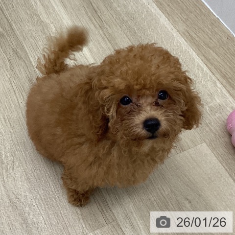 トイ・プードルの写真