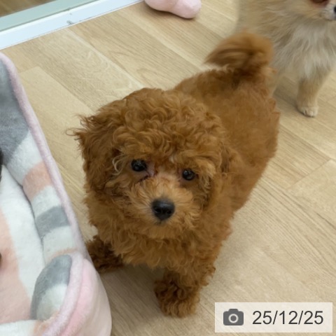 福島県のトイプードル(トイ) (ペットプラス 福島店/2025年10月13日生まれ/男の子/レッド)の子犬の3枚目の画像