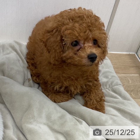 福島県のトイプードル(トイ) (ペットプラス 福島店/2025年10月13日生まれ/男の子/レッド)の子犬の3枚目の画像