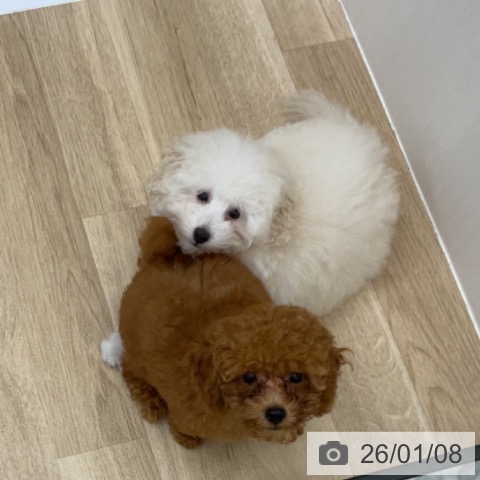 福島県のトイプードル(トイ) (ペットプラス 福島店/2025年10月13日生まれ/男の子/レッド)の子犬の3枚目の画像