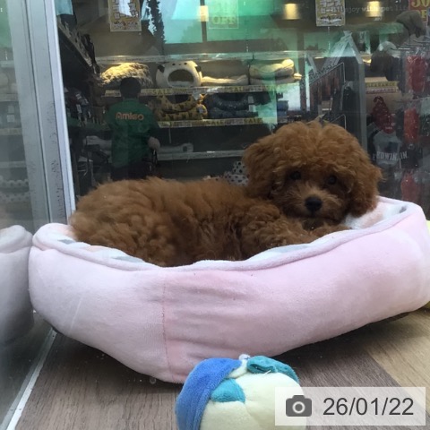 福島県のトイプードル(トイ) (ペットプラス 福島店/2025年10月13日生まれ/男の子/レッド)の子犬の4枚目の画像