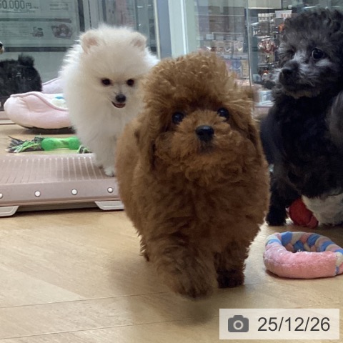 トイ・プードルの写真