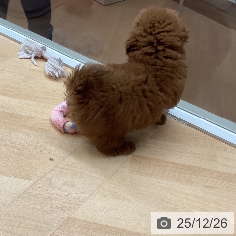 トイ・プードルの写真