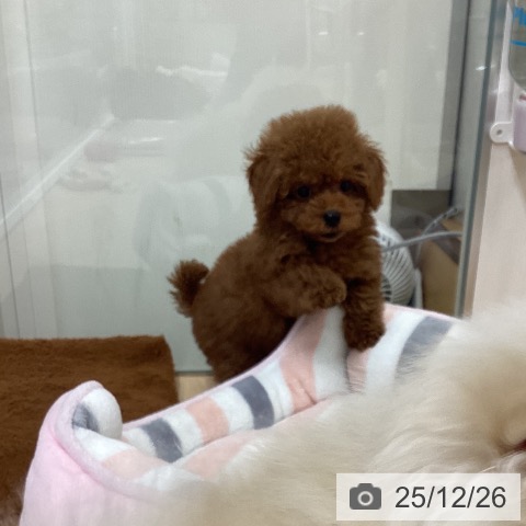 トイ・プードルの写真